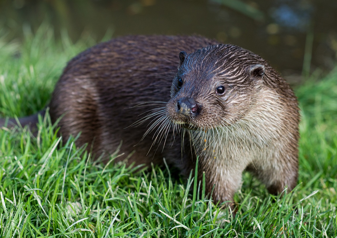 Otter Spotting on the Caledonian Canal: Patience, Luck, and Cold Fingers