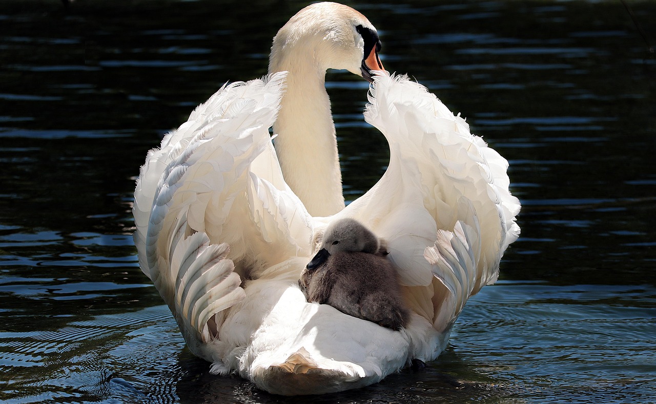 What the Birds Tell You: Reading a Loch Through Its Wildlife